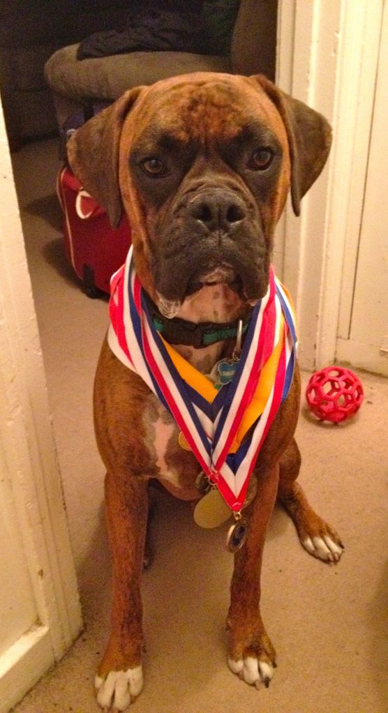 A beautiful boxer dog with medals around his neck.