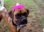 Boxer Dog wearing a small pink sombrero, he seems happy.