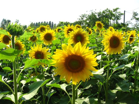 Sunflowers from Google Image Search